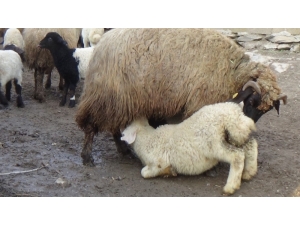 Hakkari’de Kuzulama Dönemi Başladı