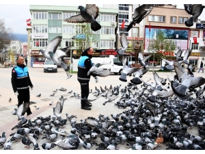 Kestel’de Sokak Hayvanları Yalnız Değil