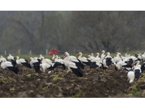 Binlerce Leylek Bursa’da Mola Verdi