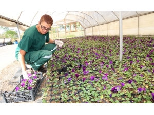 Çankaya Belediyesi Evde Kalan Vatandaşlara Menekşe Dağıtıyor