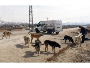 Van Büyükşehir Belediyesi Sokak Hayvanlarını Unutmadı