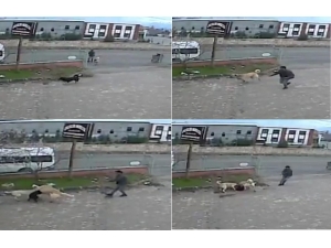 Köpeğe, Köpekle İşkence Anı Kamerada