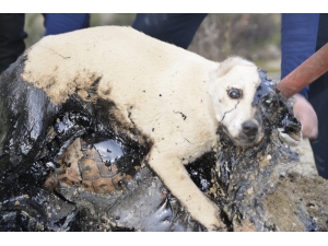 Zifte Yapışan Köpek Ve Kaplumbağalar İki Gün Kurtarılmayı Bekledi