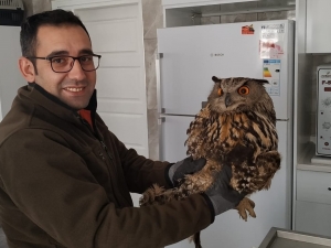 Yaralı Baykuş Tedavi Altına Alındı