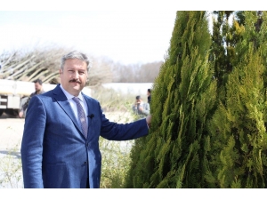 “Fidan Değil Ağaç Dikiyoruz"