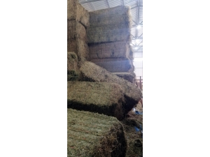 600 Kiloluk Balyanın Altında Kalarak Can Verdi