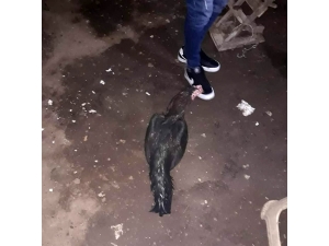 Horoz Dövüştüren Şahıslara Suçüstü