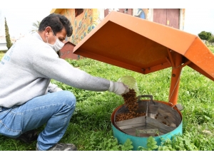 Konyaaltı’ndan Sokak Hayvanlarına Mama Ve Su Takviyesi
