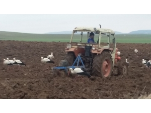 Göç Yolundaki Leyleklerin Beslenme Çabası