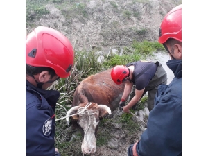 Bataklığa Saplanan İnek Kurtarıldı