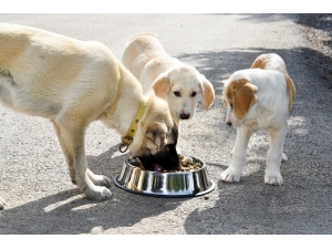 Aliağa’da Sokak Hayvanları Unutulmadı, Vatandaşlar Bilgilendirildi