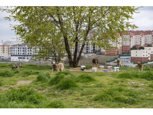 Sokak Hayvanları İçin Günde 650 Kilo Mama