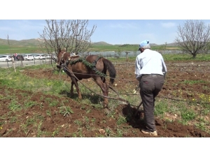 Gercüş’te At İle Çift Sürme Geleneği Devam Ediyor