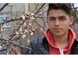 Baharın Müjdecisi Kaysılar Çiçek Açtı