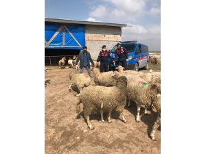 Koyun Hırsızları Jasat Ekiplerince Yakalandı