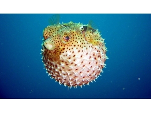 Balon Balığının Avlanma Yasağı Kaldırıldı