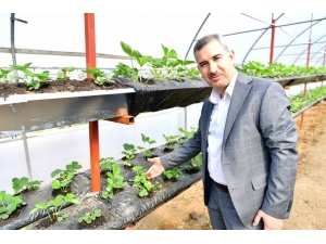 Başkan Çınar, Yeşil Gıda Seracılık Projesini İnceledi