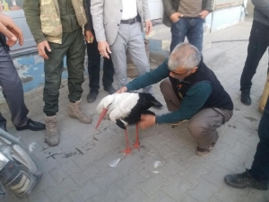 Yaralı Olarak Bulunan Leylek Tedavi Altına Alındı