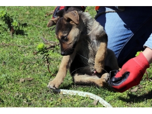 Ekipler, Yavru Köpekler İçin Seferber Oldu