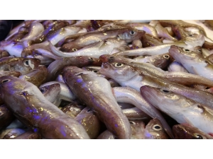 Trabzon’da Balık Tezgahlarında ‘Korona’ Sessizliği