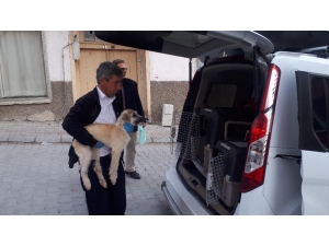 Trafik Kazasında Yaralan 3 Köpek Tedavi İçin İstanbul’a Gönderildi