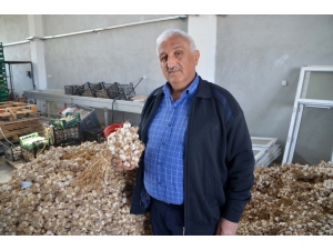 Bağışıklığı Güçlendiren Kastamonu Sarımsağı Son 50 Yılın En Yüksek Fiyatlarını Gördü