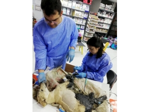 Ziftten Kurtarılan Kaplumbağalardan Biri Öldü, Köpek Ve Diğerlerinin Tedavisi Sürüyor