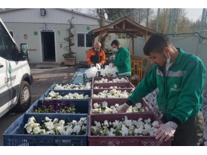 Salgın Nedeniyle Evde Kalan Vatandaşların Balkonu Menekşe İle Süslenecek