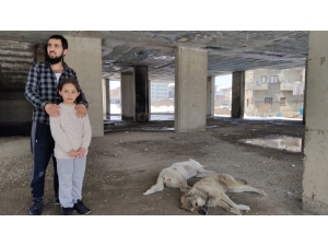 5 Gündür İnşatta Mahsur Kalan Köpekler Kurtarıldı