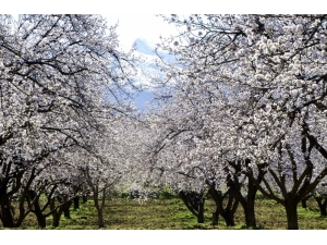 Malatya, Kayısı Çiçeği Gelinliğine Büründü