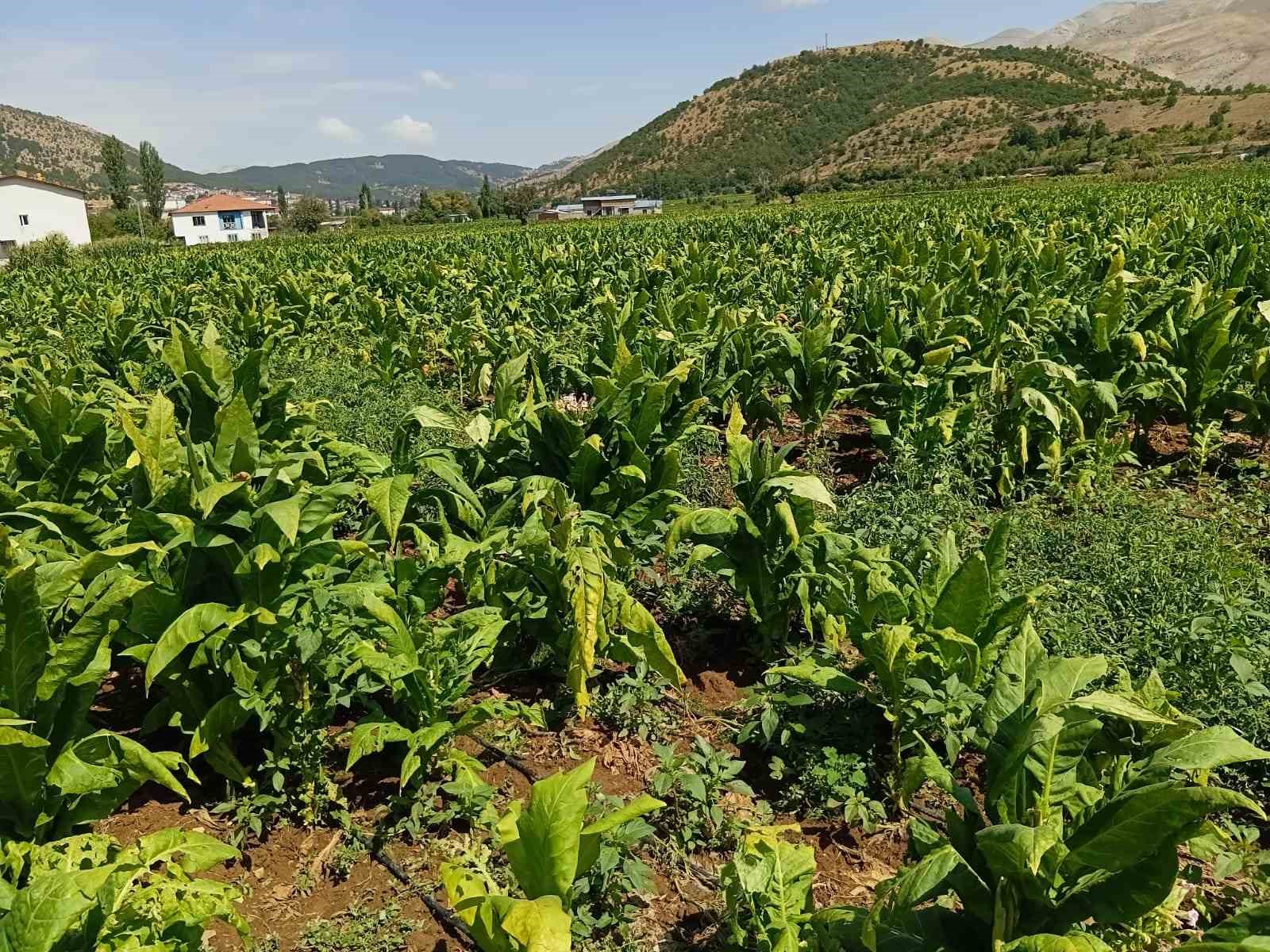 dolu-yagisi-tutunlere-zarar-verdi