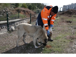 Gölbaşı Belediyesi Sokak Hayvanlarını Yalnız Bırakmadı
