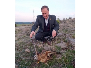 Yaralı Bulunan Kızıl Şahin Tedavi Altına Alındı