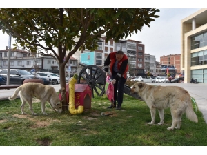 Akhisar’da Sokak Hayvanları Unutulmadı