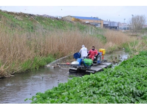 Larva, Uçkun Ve Sinekle Mücadele