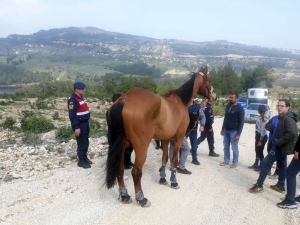 Kaybolan 100 Bin Liralık At, Ormanlık Alanda Bulundu
