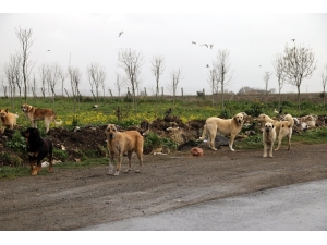 Büyükçekmece Belediyesi, Sokak Hayvanlarını Unutmadı
