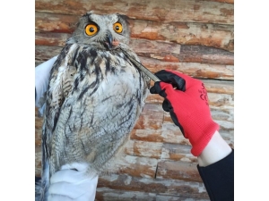 Yaralı Puhu Kuşu Tedavi Altına Alındı