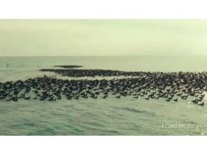 Kış Ortası Su Kuşu Sayımları Gerçekleştirildi