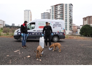 Kartal Belediyesi, Sokak Hayvanlarının Yanında