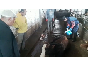 İneği Hastalanan Yaşlı Adamın Yardımına Vefa Ekibi Koştu