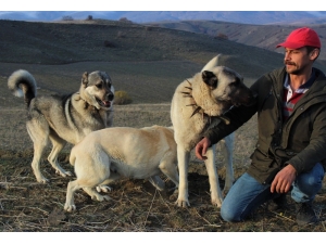 Köpeklerin Koyun Sürüsüne Saldıran Kurdu Öldürme Anları Kamerada