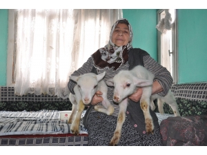 O Nine Kuzularının Hikayesini Anlattı