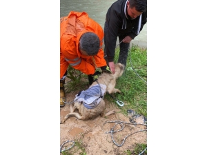 Vadide Sel Sularıyla Mahsur Kalan 2 Köpek Ve 3 Kedi Kurtarıldı