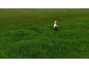 İstanbul’a Binlerce Leylek Akını
