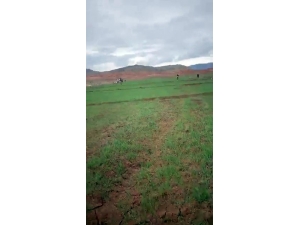 Buğday Tarlaları 60 Yıl Sonra İlk Kez Ekildi