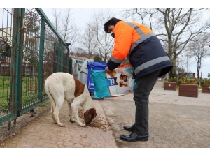 Akçakoca’da Sokak Hayvanları Unutulmadı