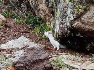 Tunceli’de Renk Değiştiren "Gelincik" Görüntülendi