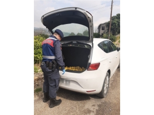 Jandarmadan Limon Hırsızlarına Suçüstü