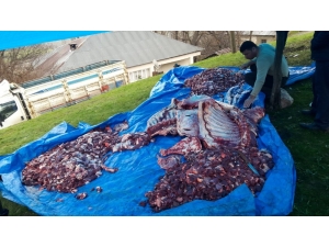 Şemdinli’de 4 Büyükbaş Hayvan Belaların Def Edilmesi İçin Kesildi